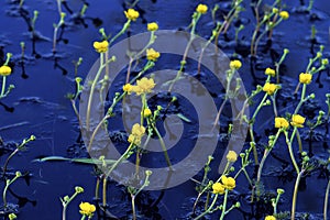 Yellow Water Crowfoot   45392