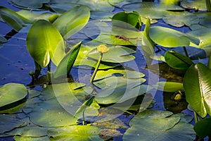 Yellow water flowers Nuphar Lutea