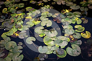 Yellow water flowers Nuphar Lutea