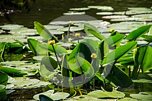 Yellow water flowers Nuphar Lutea