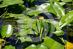 Yellow water flowers Nuphar Lutea