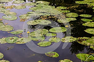 Yellow water flowers Nuphar Lutea