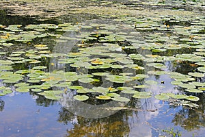 Yellow water flowers Nuphar Lutea