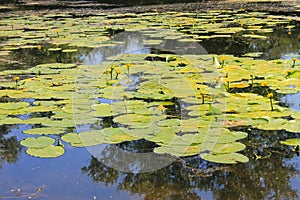 Yellow water flowers Nuphar Lutea