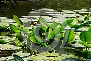 Yellow water flowers Nuphar Lutea