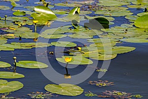 Yellow water flowers Nuphar Lutea