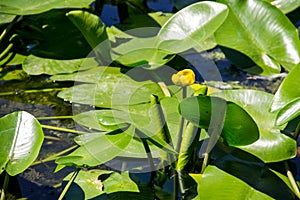 Yellow water flowers Nuphar Lutea