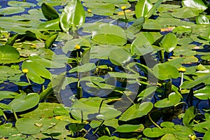 Yellow water flowers Nuphar Lutea