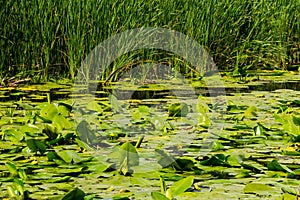 Yellow water flowers Nuphar Lutea