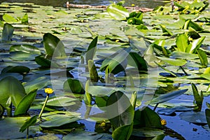 Yellow water flowers Nuphar Lutea