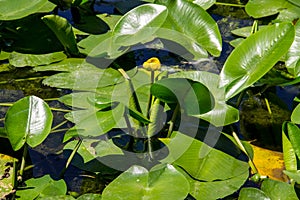 Yellow water flowers Nuphar Lutea