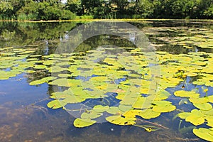 Yellow water flowers Nuphar Lutea