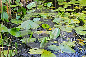 Yellow water flowers Nuphar Lutea