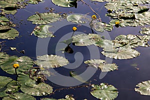 Yellow water flowers Nuphar Lutea