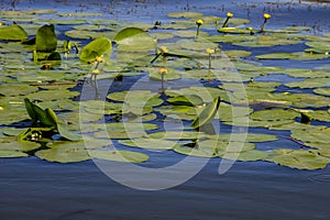 Yellow water flowers (Nuphar Lutea