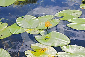 Yellow water flowers (Nuphar Lutea)