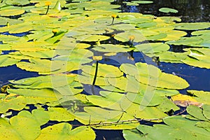 Yellow water flowers (Nuphar Lutea)