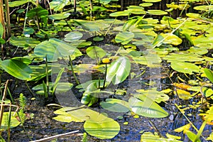 Yellow water flowers (Nuphar Lutea)