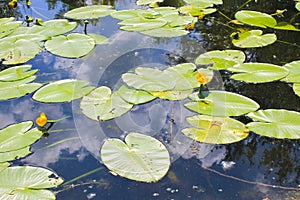 Yellow water flowers Nuphar Lutea