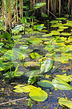 Yellow water flowers Nuphar Lutea