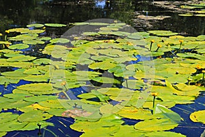 Yellow water flowers ( Nuphar Lutea )