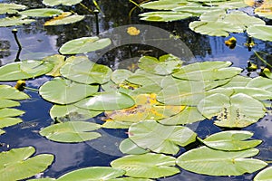 Yellow water flowers Nuphar Lutea