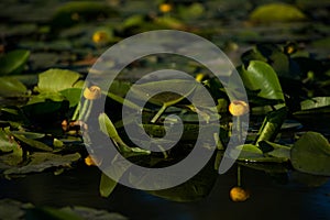 Yellow water lilies growing in the lake at sunset