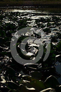 Yellow water lilies growing in the lake at sunset