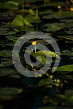 Yellow water lilies growing in the lake at sunset