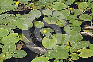Yellow Water-lilies (Nuphar lutea)