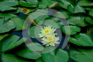 Yellow water lilies (Nymphaea mexicana) growing on the lake