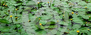 Yellow water lilies on river, water flowers Nuphar Lutea banner, pond overgrown with water lilies