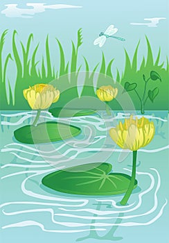 Yellow water lillies in calm water