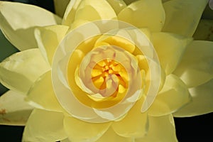 Yellow water lilly