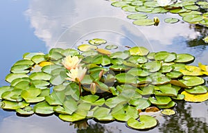 Yellow water lily