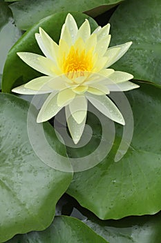 Yellow Water Lily