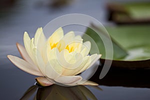Yellow water lily