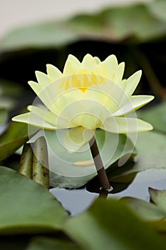 Yellow water lily