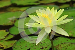 Yellow water lily