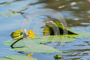 Yellow water-lily