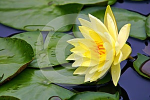 Yellow water-lily