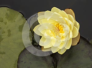 Yellow Water Lily.