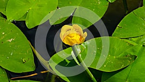 Yellow water-lily brandy-bottle or Nuphar lutea blooming at pond close-up, selective focus, shallow DOF photo