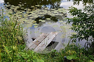 Yellow water lily, or brandy-bottle NÃÂºphar lÃÂºtea, and wooden bridge in river photo