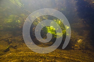 Yellow water-lily bush in fast current on bed of freshwater river with clear water and dense vegetation