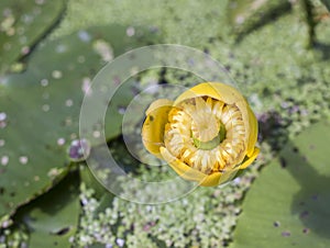 Yellow water lily close up