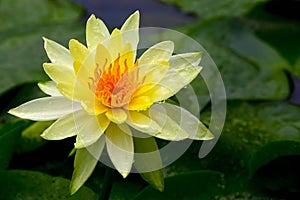 Yellow water lily close up with green pads