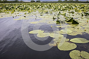 Yellow water-lily covering a lake in the Danube Delta, near Mahmudia , Tulcea County.