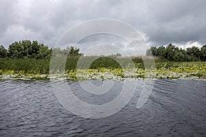 Yellow water-lily covering a lake in the Danube Delta, near Mahmudia , Tulcea County.