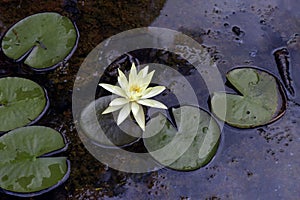 Yellow water lily on the dark of the lake